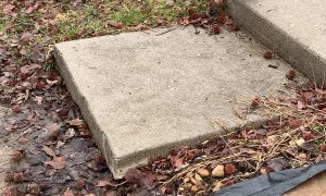 Loki the Dachshund Hopping Down Stairs