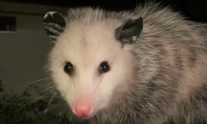 Paperclip the Baby Opossum Chomping on Food