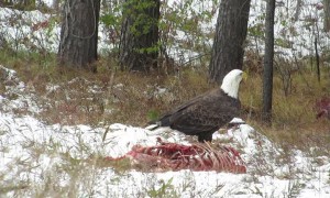 American Bald Eagle Feasts on Carcass