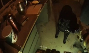 Firefighter rushes into burning barn, rescues dog in emotional video