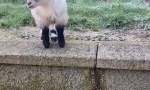 Pygmy Goat Frightens Off Feline