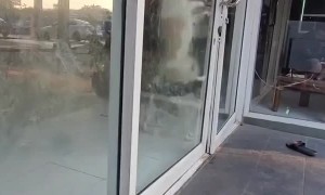 Persistent Pup Keeps Pushing Door