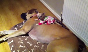 Tiny Puppy Adorably Sleeps On His Best Friend