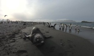 Fur Seal Doesn't Want People Filming Penguins