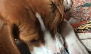 Princess Leia the Beagle Playing a Custom Made Nose Flute