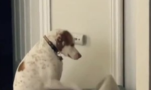 Dog Plays Some Piano in His Dog Bed