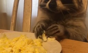 Raccoon Loves His Scrambled Eggs