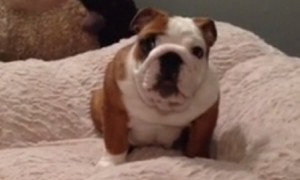 Puppy Can't Get Enough Of His New Comfy Bed