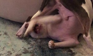 Goofy Rescue Dog Playing With His Tail