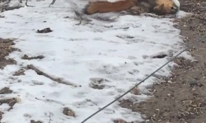 Squirrel Trying to Stop an Aggressive Weasel