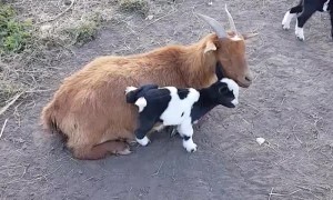 Baby Goats Love Climbing on Mama