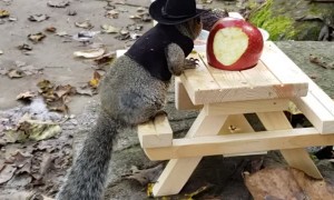 Squirrel Dressed as Cowboy is Ready for Breakfast