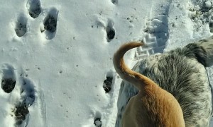 Chihuahua Chooses Piggyback Ride over Walking in Snow