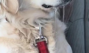 Doggo Drooling for a Treat