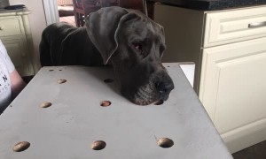 Great Dane Plays Whack-a-Mole