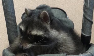 Pet Raccoon Enjoys Baby Swing