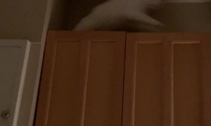 Complaining Kitty Slips off Counter