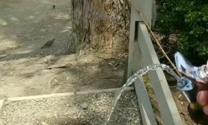 Hummingbird Swoops in for a Sip