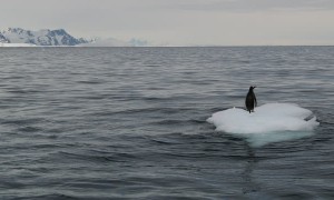 Penguins Battle for Iceberg Perch