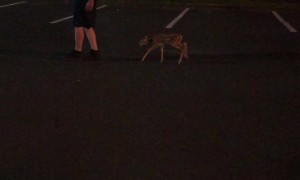 Fawn Follows Man around Lot