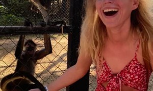 Monkeys Go For Sunglasses