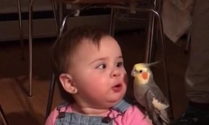 Little Girl Plays with Bird Buddy