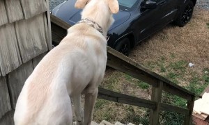 Excited Pup Gets the Wiggles