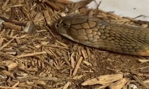 Satisfying Snake Skin Shed