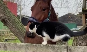 Cat and Horse Have Become Best Friends
