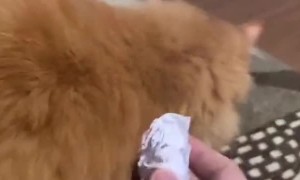 Confusion Over Fetching Pet