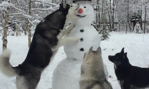 Husky Steals Snowman's Carrot