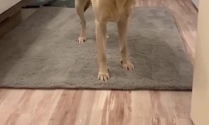 Doggy Scared of Slippery Floor Without His Socks