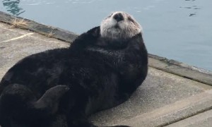 Sea Otter Showing off While Sunning on the Dock