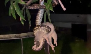 Australian Python Snacks on a Wild Possum