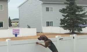 Curious Hound Learns Not to Chase Magpies