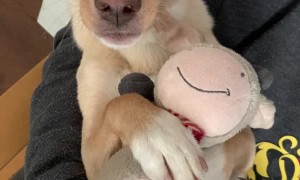 Puppy Trust Falls With His Favorite Plushie