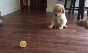 Golden Retriever Puppy Is Really Confused By Lemon Slice