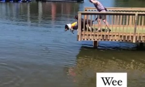 Dog loves jumping off dock into the water