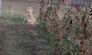 Dog Takes A-fence Playing With Cat