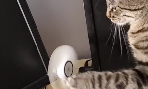 Feline Has Fun with Fan