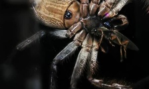 Huntsman Spider Enjoys a Feast on Window