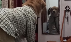 Business Doggo Hates His Look