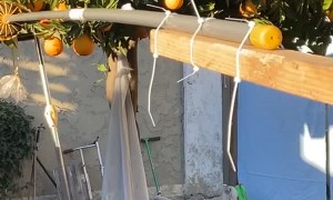 Grabbing Fruit Over the Fence