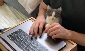 A Man and His Kitten are Two Peas in a Pod