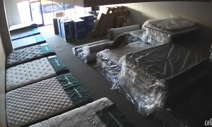 Deer Breaks into Mattress Store