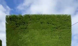 A Satisfying Example of Perfect Hedge Trimming