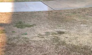 Ninja Kitty Likes Playing with Soccer Ball