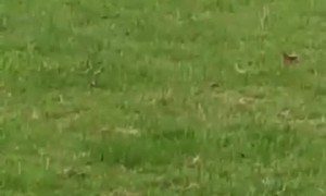 Little Girl Gets Taken Out By Little Dog