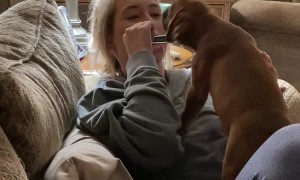 Tank the Boxer Puppy Singing to the Harmonica