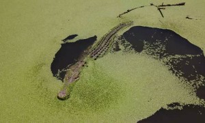 Giant Crocs Chomp at Drone